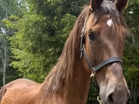 Jument, Dutch warmblood horse — photo 1