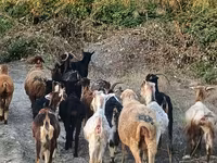 Cabra, Damask goat — foto 6