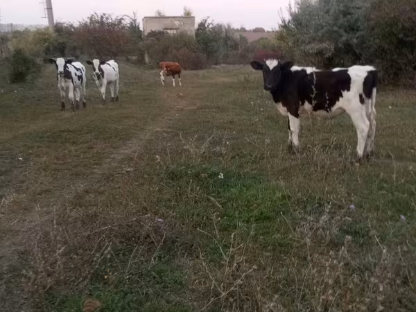 Touro, Russian Black pied cattle