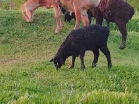 Ovce, Arashan sheep — foto 7
