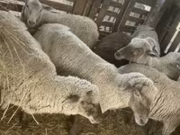 Sheep, Blackheaded Persian sheep — photo 6