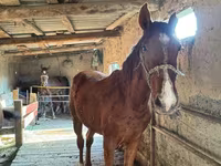 Kůň, Horse breed — foto 1