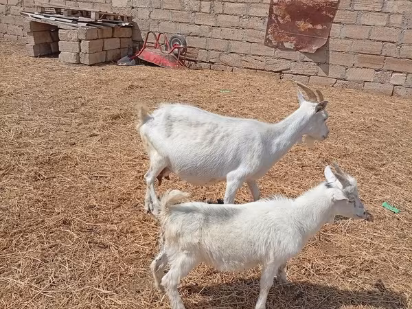 Chèvre, Toggenburg goat