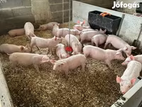 Pigs (batch, sex not specified), Гипор — photo 4