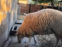 भेड़, भेड़ — फ़ोटो 1