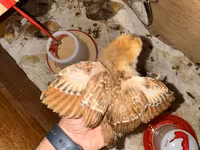 Rhode Island Red — foto 7