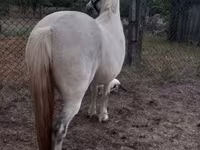 Madyan, Falabella — foto 3