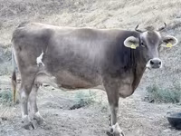 Vache, Ukrainian Brown Dairy Cattle — photo 3
