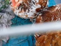 Pekin Bantam — zdjęcie 4