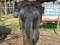 Mare, Horses — photo 2