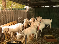 बकरा, Saanen goat — फ़ोटो 4