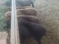Brebis, Moutons — photo 7