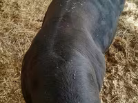 Taureau, Aberdeen-Angus — photo 2