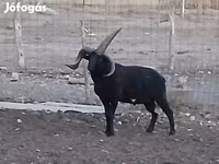 公羊, Shetland sheep — 照片 4