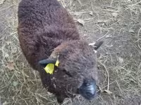 Oveja, Southdown sheep — foto 3