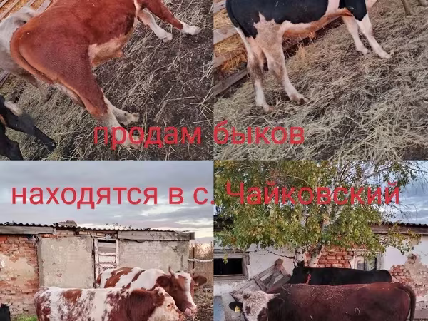 Buğa, Simmental cattle