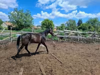घोड़ा, Hungarian horse breed — फ़ोटो 2