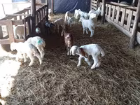 Brebis, Awassi sheep — photo 3