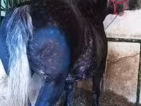Mare, Horses — photo 2
