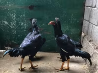 Shamo chickens — foto 5