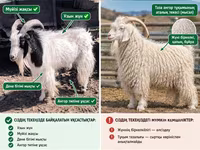 बकरी, Angora goats — फ़ोटो 3