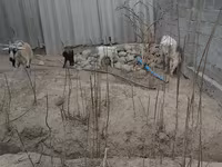 母山羊, Goats — 照片 5