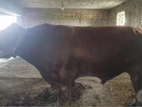 Rinder (Partie, Geschlecht nicht angegeben), Red Estonian cattle — Foto 1