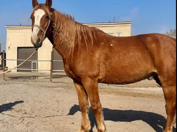 حصان, Kustanai horse