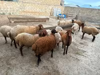 母羊, Apsheron sheep — 照片 5