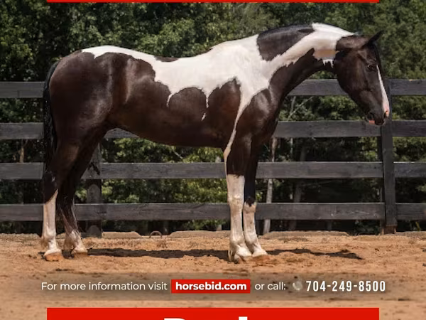 公马, Friesian