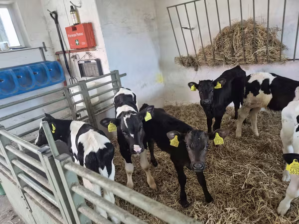 Touro, Russian Black pied cattle