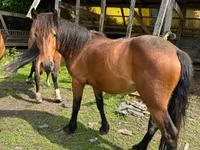 母马, Međimurje horse — 照片 1