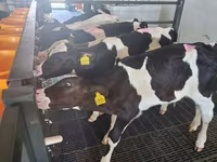 公牛, Russian Black pied cattle — 照片 1