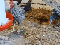 Slovinská proužkovaná slepice — foto 2