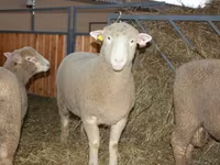 Bélier, Dorset horn sheep — photo 1
