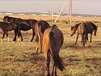 Stute, Mugalzhar horse — Foto 3
