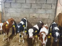 Touro, Simmental cattle — foto 1
