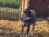 गाय, भूरी कार्पातियन नस्ल — फ़ोटो 3