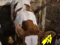Buğa, Simmental cattle — foto 2