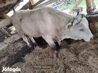 सांड, लिमोज़िन गाय — फ़ोटो 4