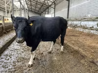 Vache, Russian Black pied cattle — photo 6
