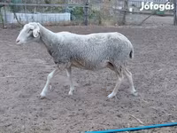 Oveja, Lacaune sheep — foto 2