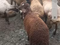 Ovejas (lote, sexo no especificado), Red Karaman sheep — foto 3