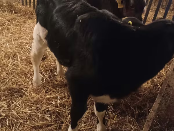 Vaca, Ganado vacuno