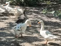 Geese — Foto 5