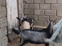 公山羊, LaMancha goats — 照片 2