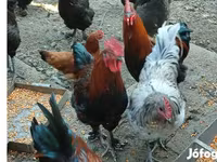 Marans — Foto 1