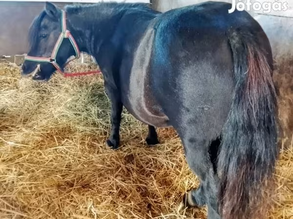 Klisna, American shetland pony