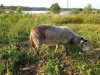 Chèvre, Kejobong goat — photo 4