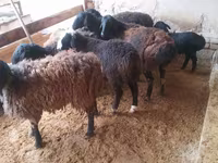 Bélier, Jaidara sheep — photo 3